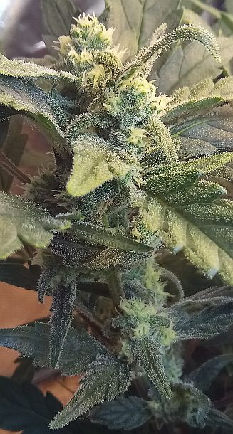 Sweet Skunk Frost 02.jpg