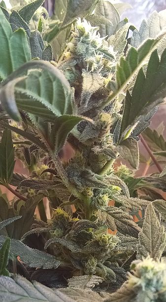 Sweet Skunk Frost 03.jpg