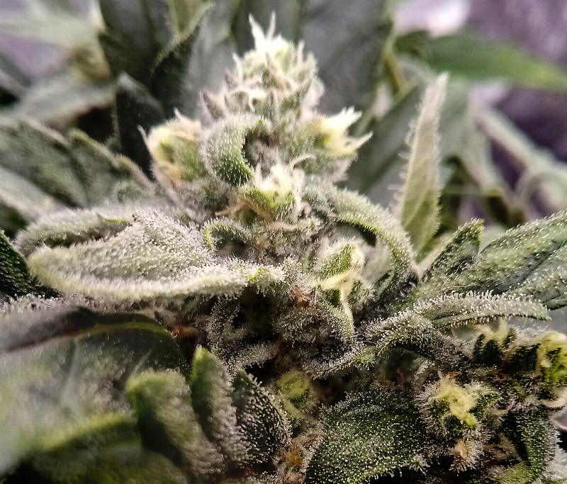 Sweet Skunk Frost 2.jpg