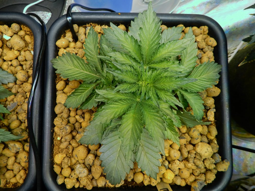 tangie top day 21.JPG