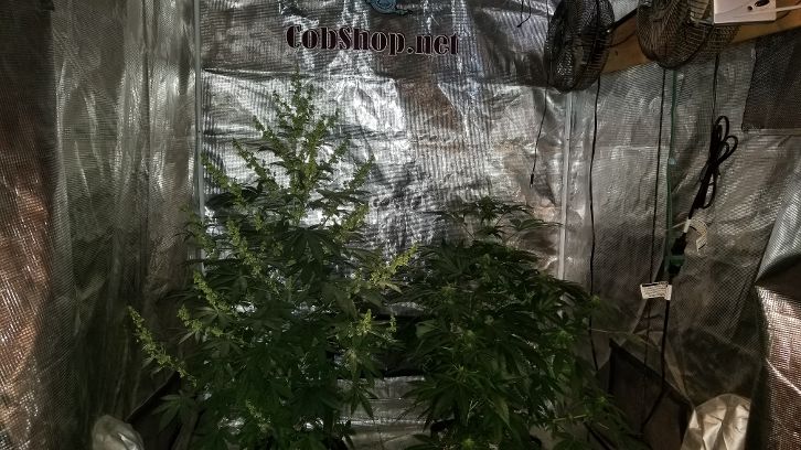 Tangie1seedrunOct25.jpg