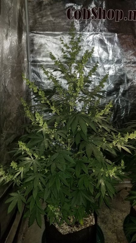 Tangie2seedrunOct25.jpg