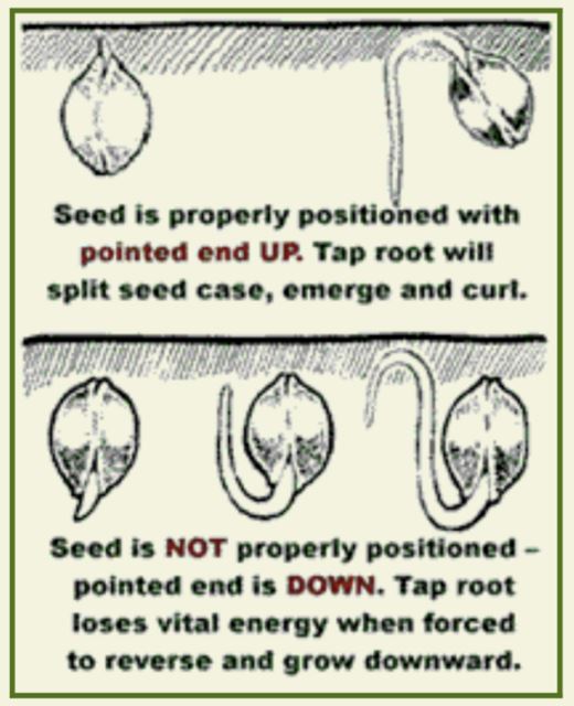 tap root up or down.JPG