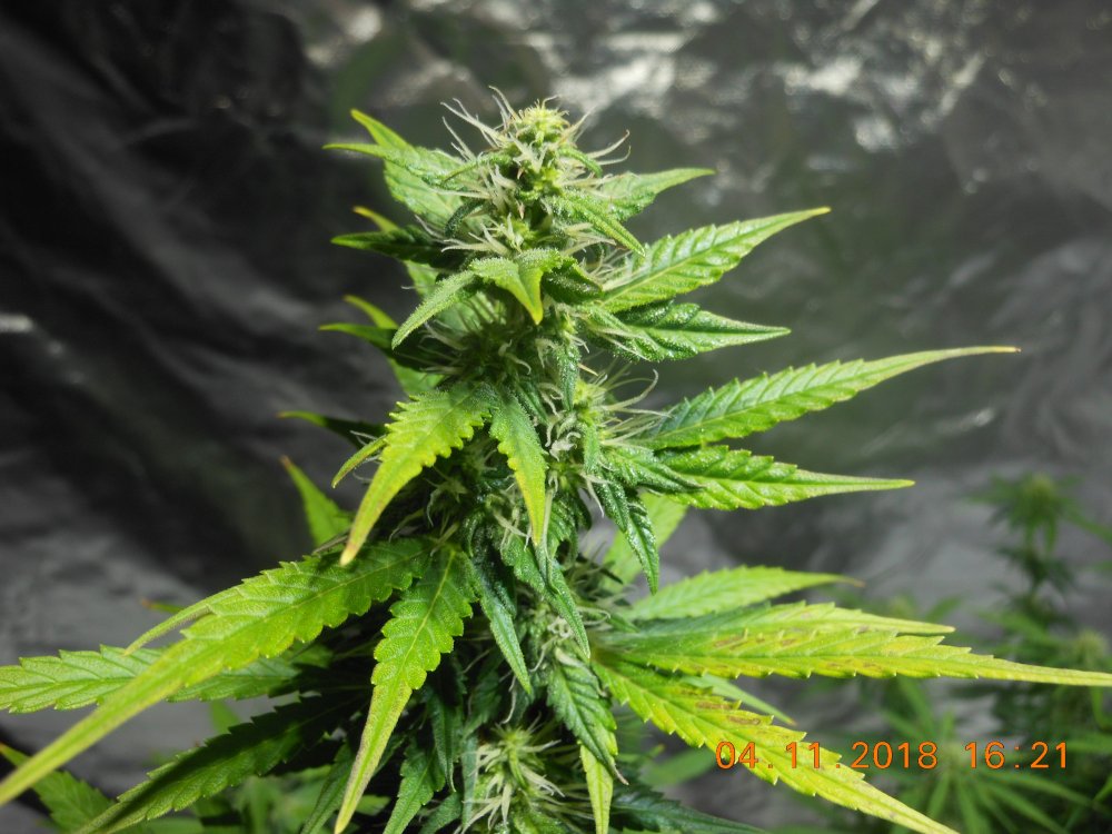 TD@day48 sugar pic.jpg