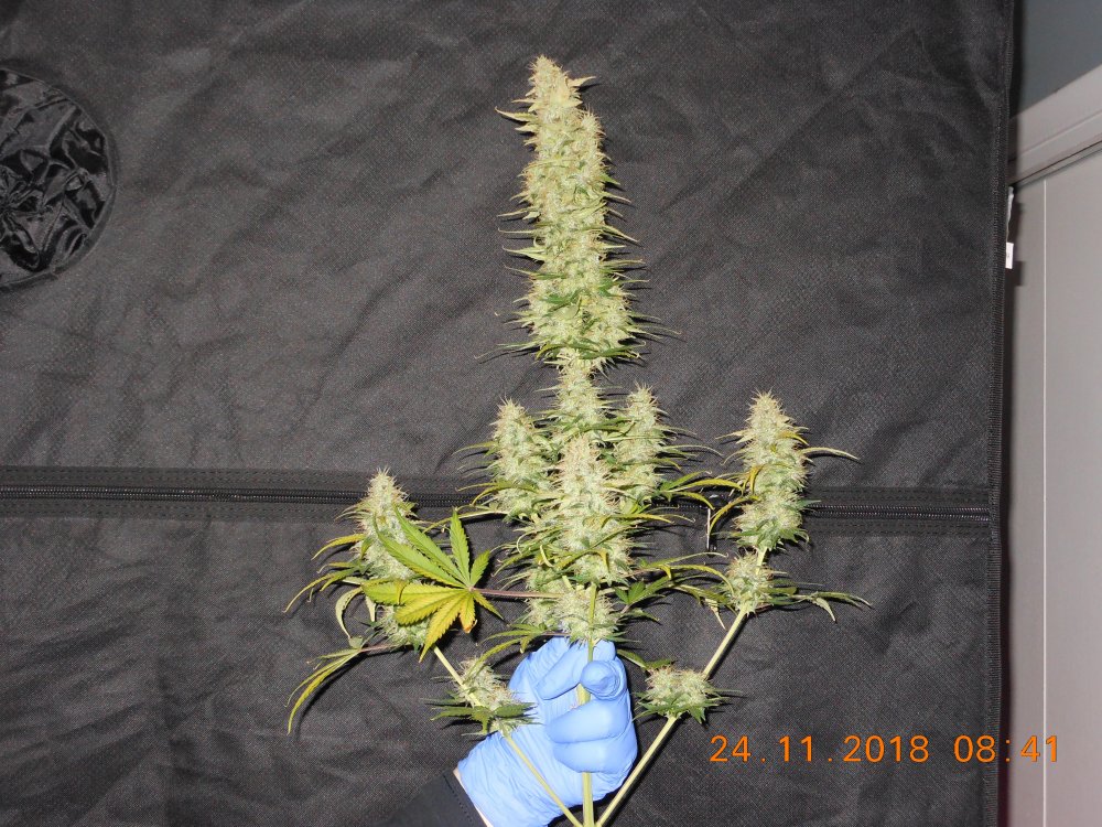 TD@day68 harvested main cola.jpg