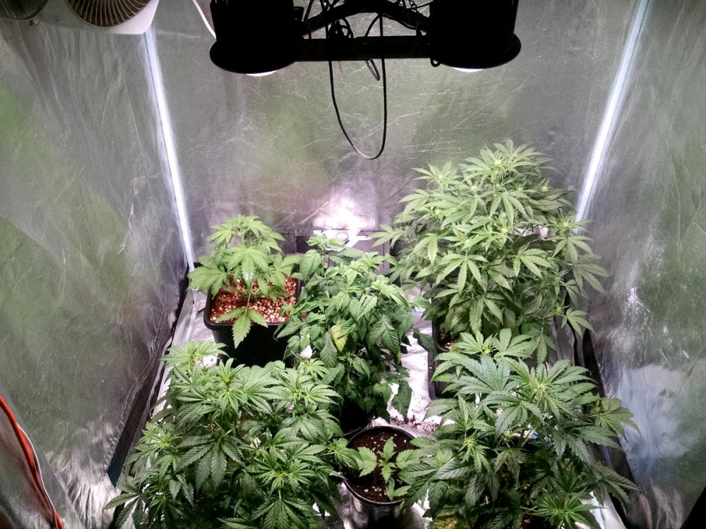 Teast grow plants pic2 -11-9-2016.jpg