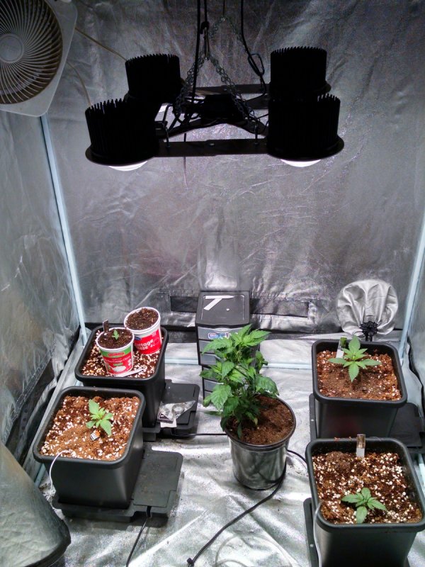 Test Grow in tent -10-23-2016.jpg