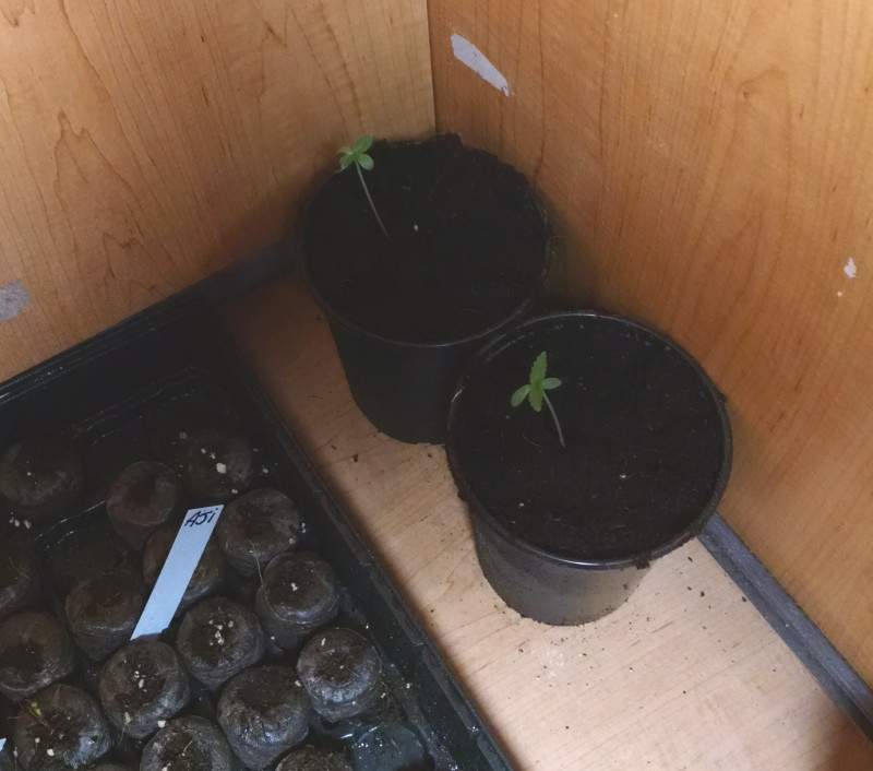 test seedlings -3-23-2016.jpg