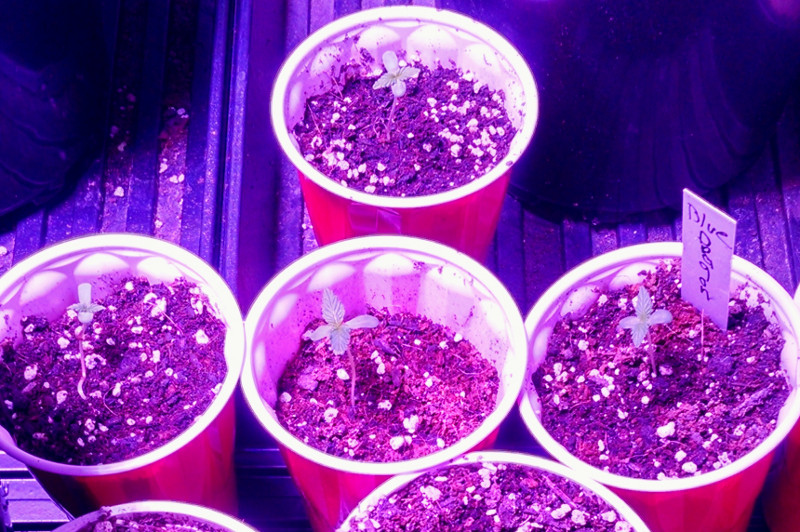 test seedlings pic2 -3-23-2016.jpg