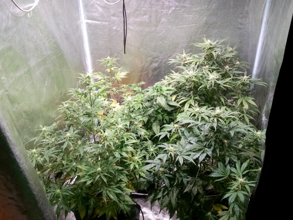 Testgrow-all pic2 -11-20-2016.jpg