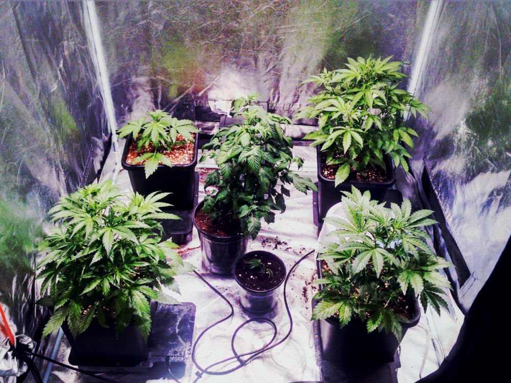 Testgrow pic1 -11-6-2016.jpg