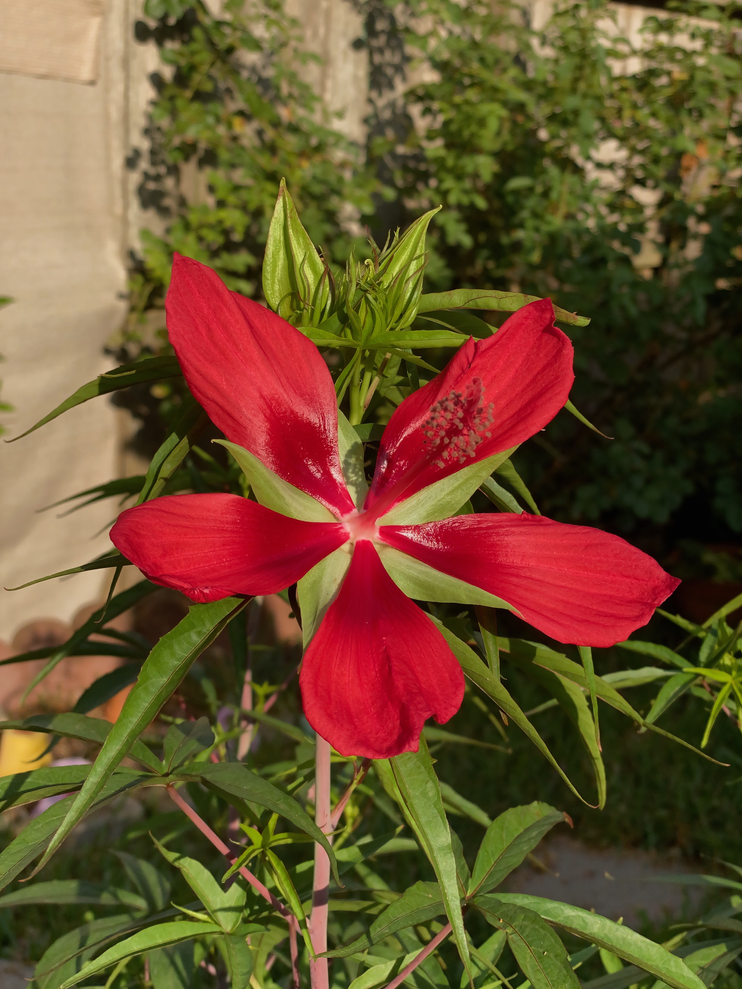 texas-star-hibiscus.jpg