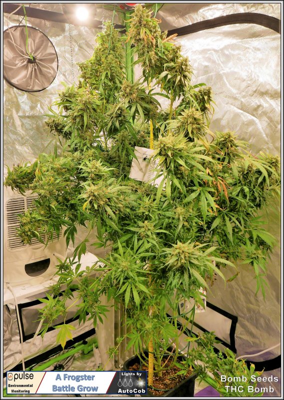 THC Day 74 Plant 1 C.jpg