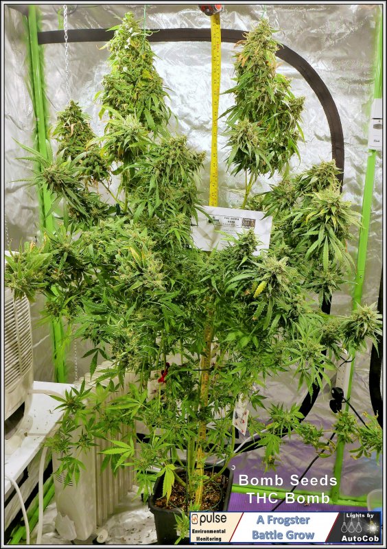 THC Day 74 Plant 1.jpg