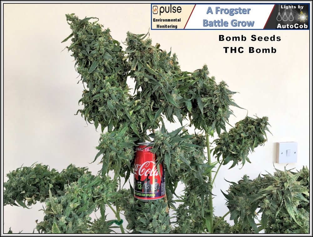 thc-final-poll-b-jpg.1047875