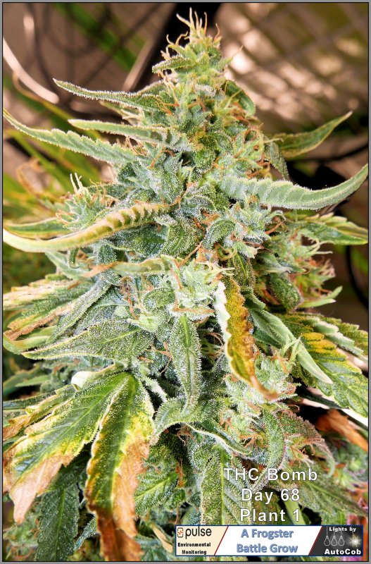 THC Plant 1 Day 68 Bud.jpg