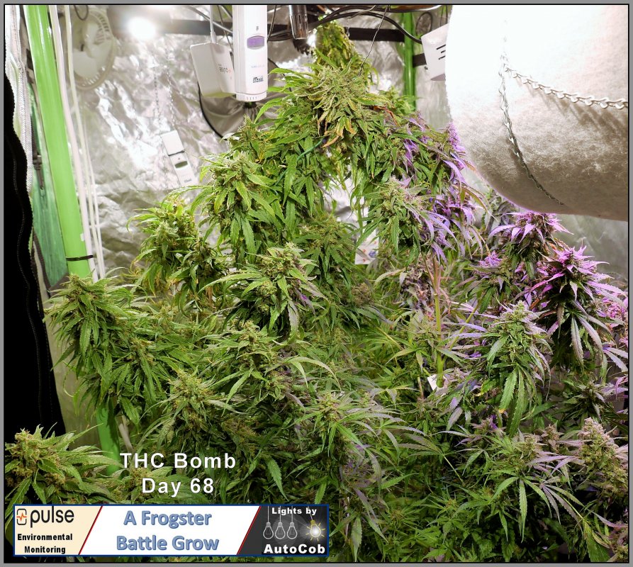 THC Plant 1 Day 68.jpg