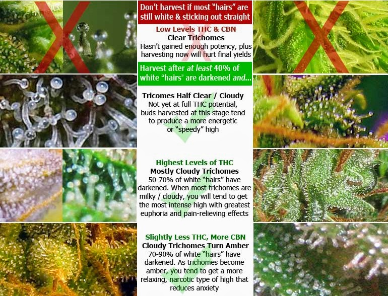 thc-vs-cbn-when-to-harvest-weed~2.jpg