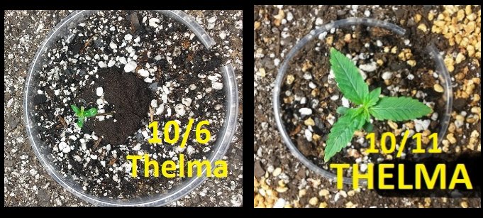 thelma then and now.jpg