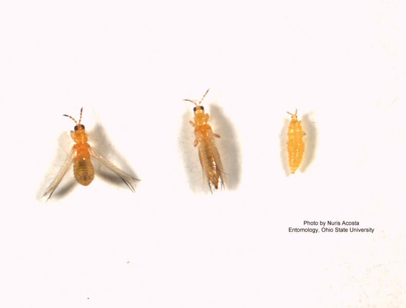 Thrips_nymphs_adult.jpg