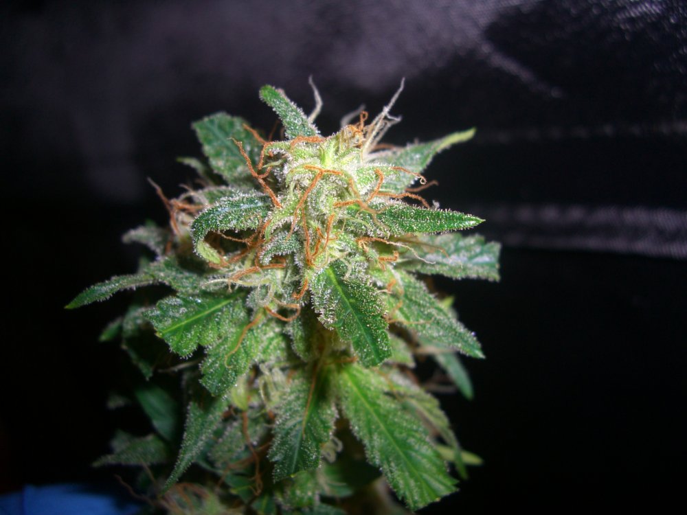 TM 1_9-10-16 BUD SHOT 3.JPG