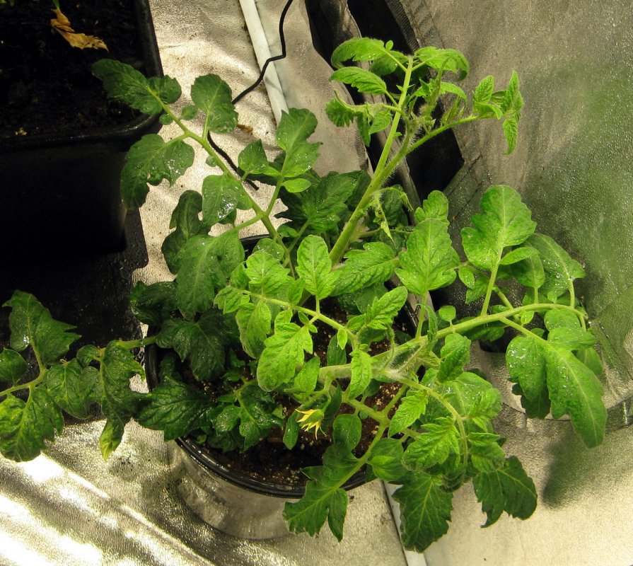 tomamto plant-orange tomato.jpg