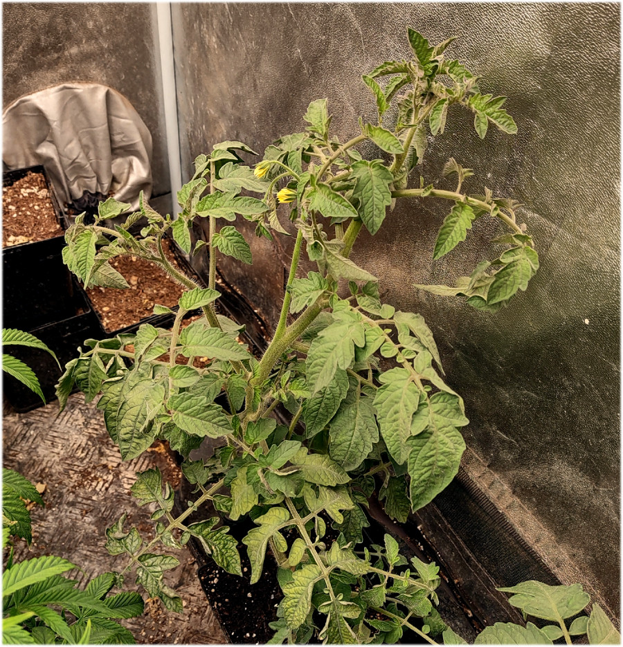 Tomato plant1 - pic1 -4-27-2021.jpg