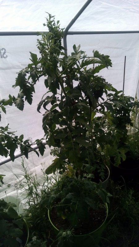 Tomato plant1 -small greenhouse pic1 -6-13-2018.jpg