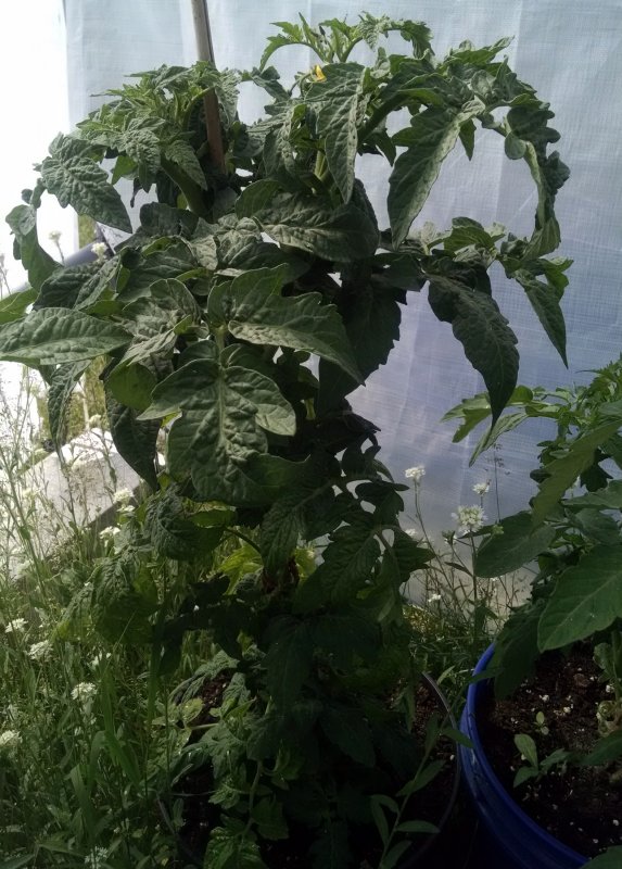 Tomato plant2 -small greenhouse pic1 -6-13-2018.jpg