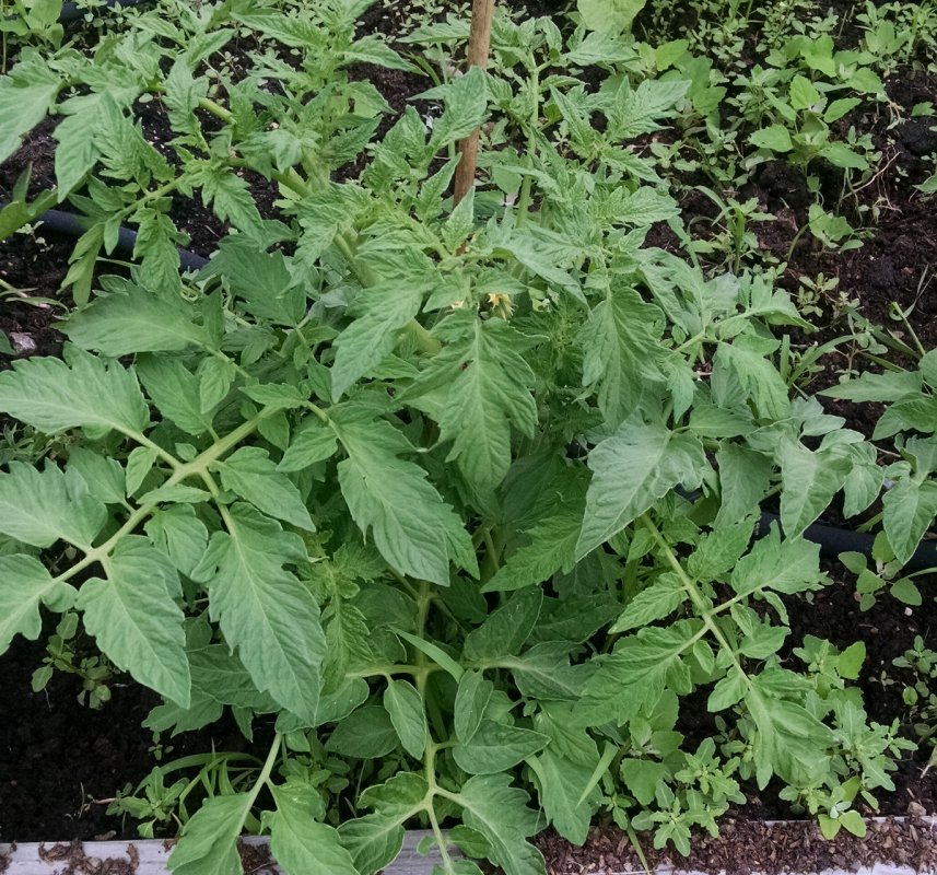 Tomatoes pic1 -6-25-2017.jpg