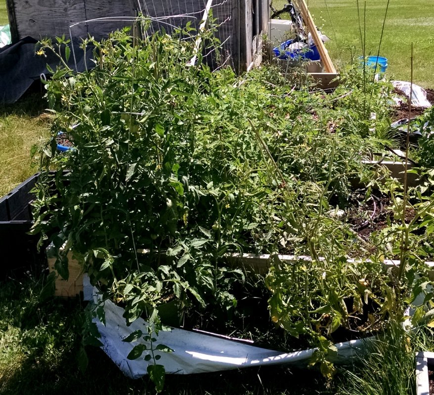 tomatoes -pic1 -7-11-2016.jpg