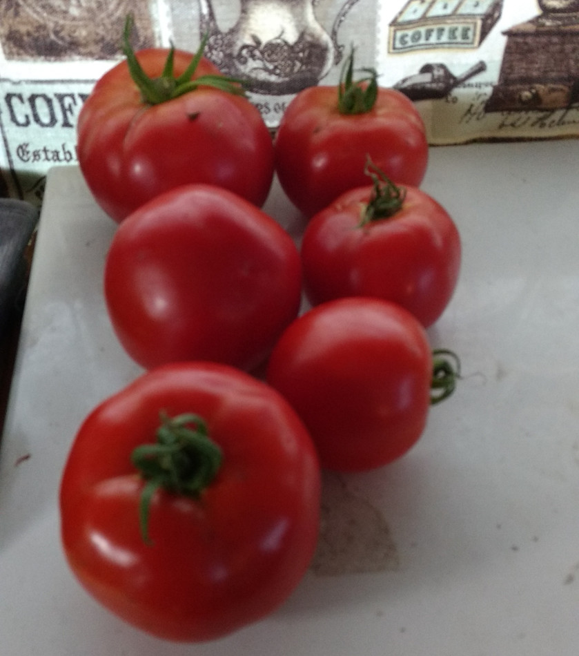 Tomatoes pic1 -8-6-2020.jpg