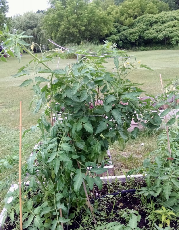 Tomatoes pic2 -6-25-2017.jpg