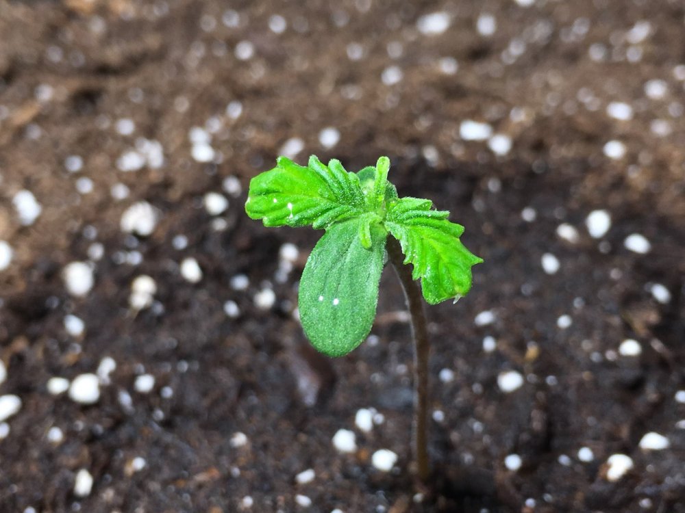 TopShelfGen-Pineapple Crack auto DAY1.jpg