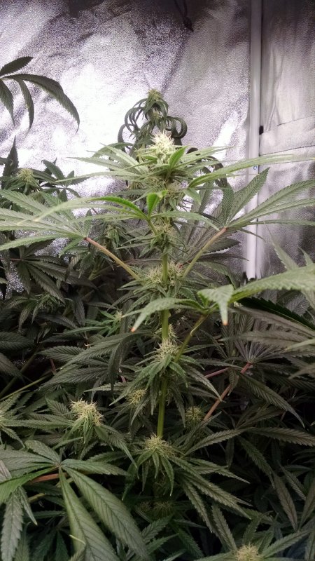 Trainwreck bud pic1 -6-22-2017.jpg