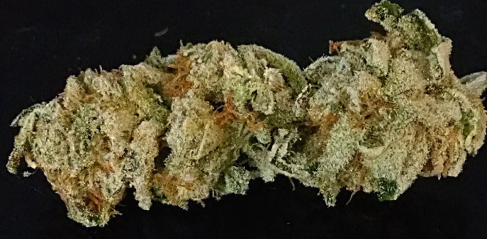 Trainwreck bud pic1 -7-31-2017.jpg