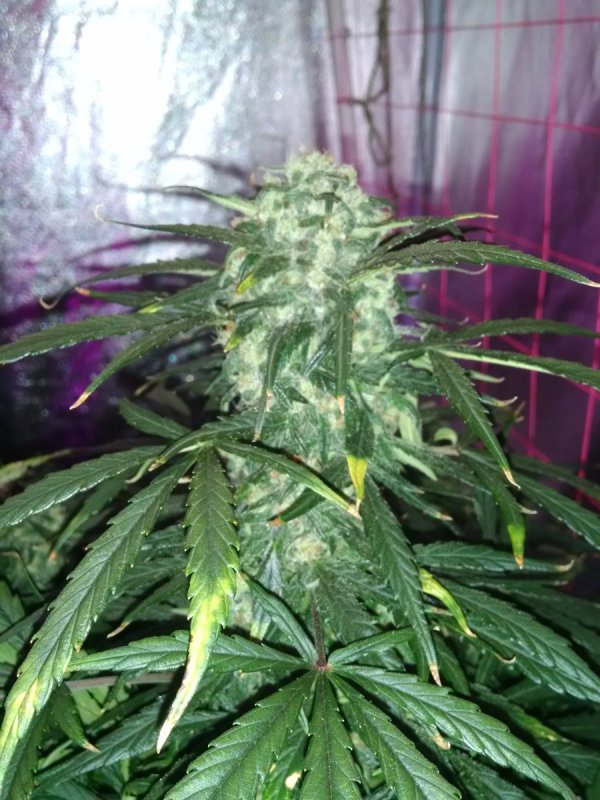 Trainwreck bud pic2 -4-23-2016.jpg