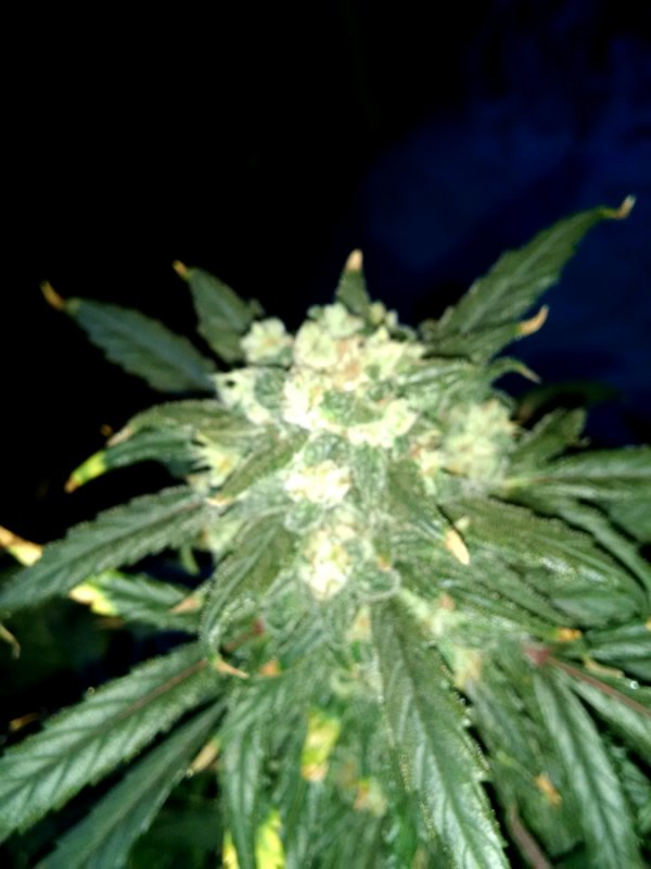 trainwreck bud pic3 -4-30-2016.jpg