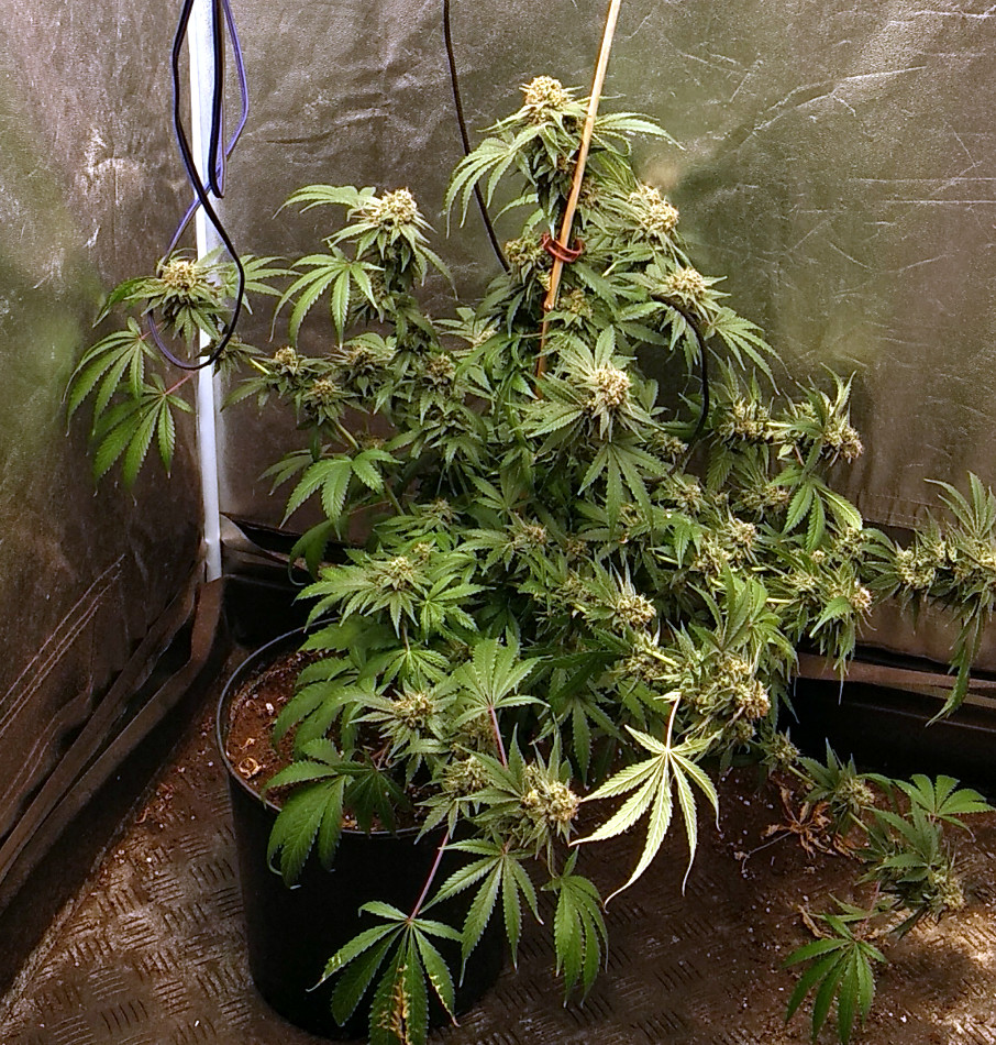 Trainwreck clone 1 -pic2 -8-19-2020.jpg