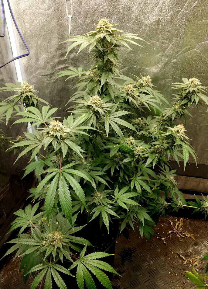 Trainwreck clone1 pic1 -8-12-2020.jpg