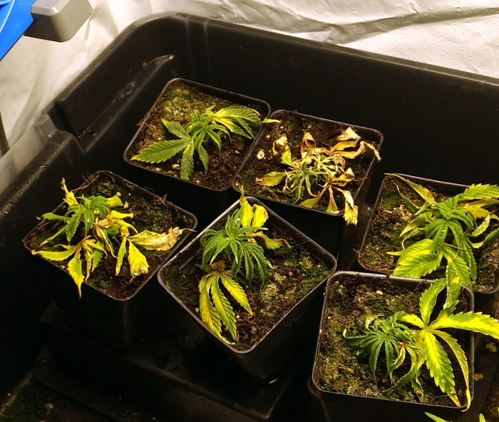 Trainwreck clones pic1 -5-26-2020.jpg