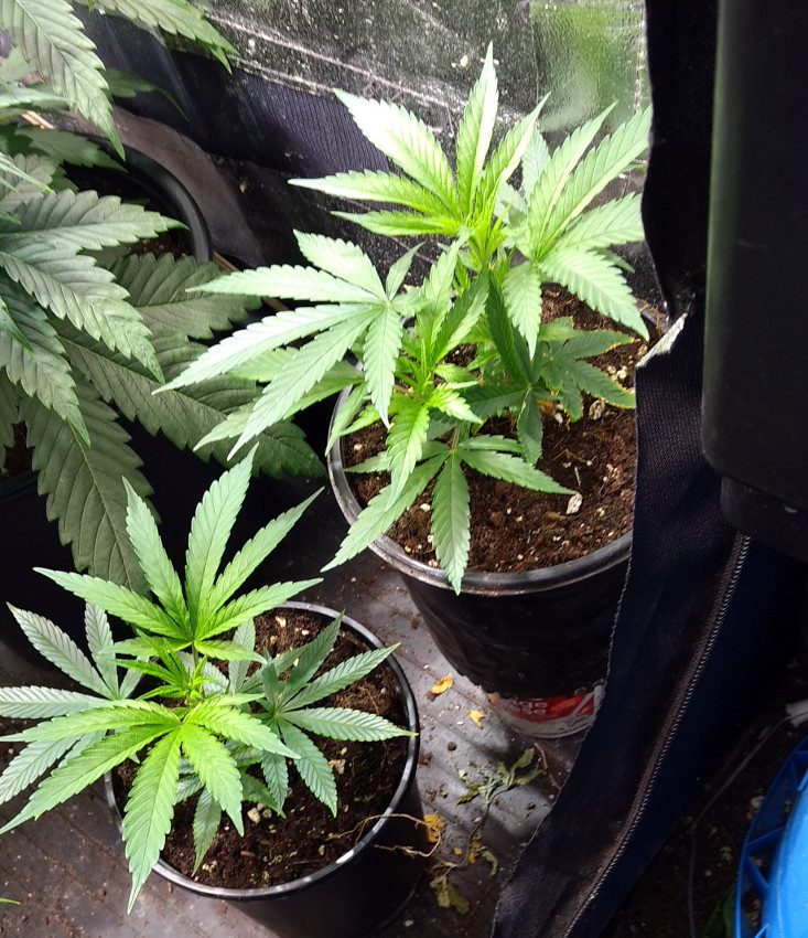 trainwreck clones pic1 -6-10-2020.jpg