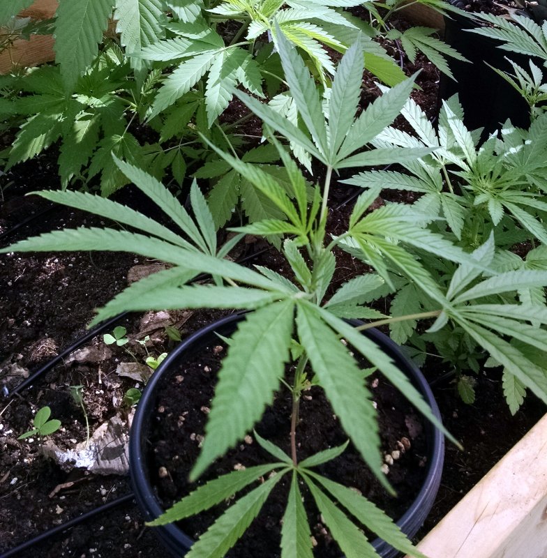 trainwreck in greenhouse plant1 -pic1 -7-9-2017.jpg