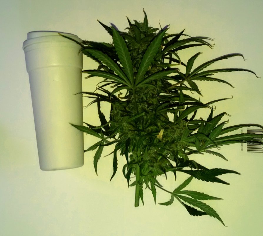 trainwreck main cola pic1 -4-30-2016.jpg