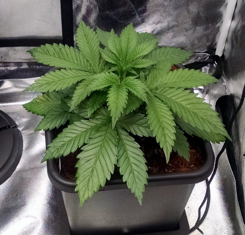 trainwreck plant B -pic1 -4-22-2017.jpg