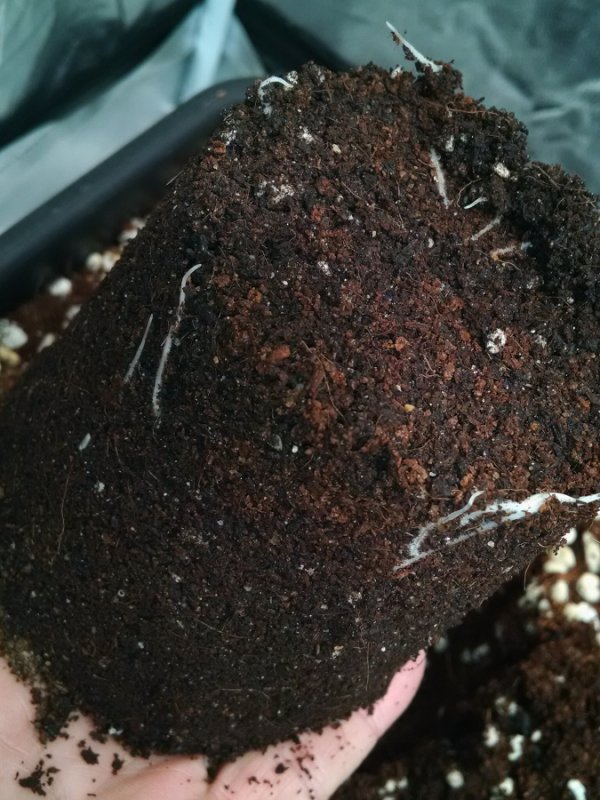 transplant roots pic1.jpg