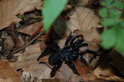 trapdoor spider.JPG