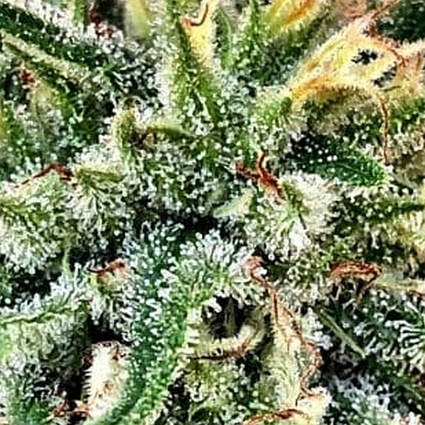 Trichome-Cannabis-Thumbnail-600x646 2.jpg