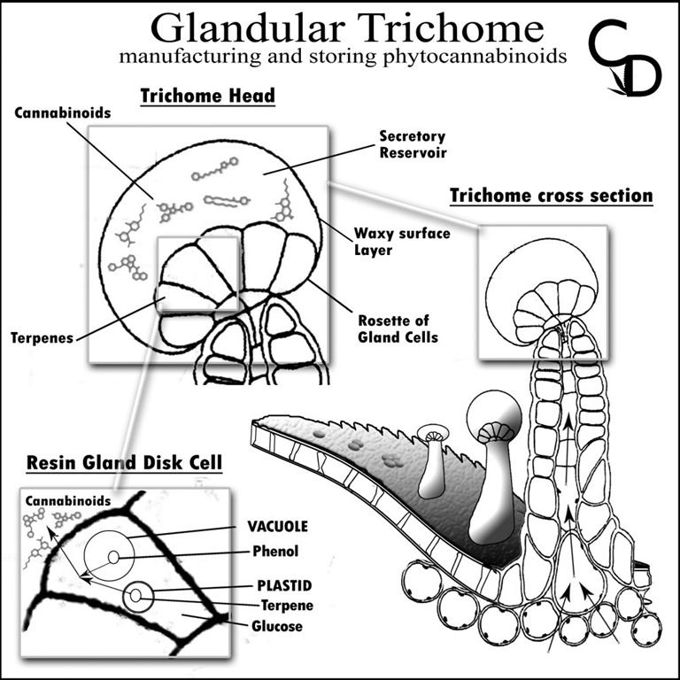 trichome-graphic-copy-1024x1024.jpg