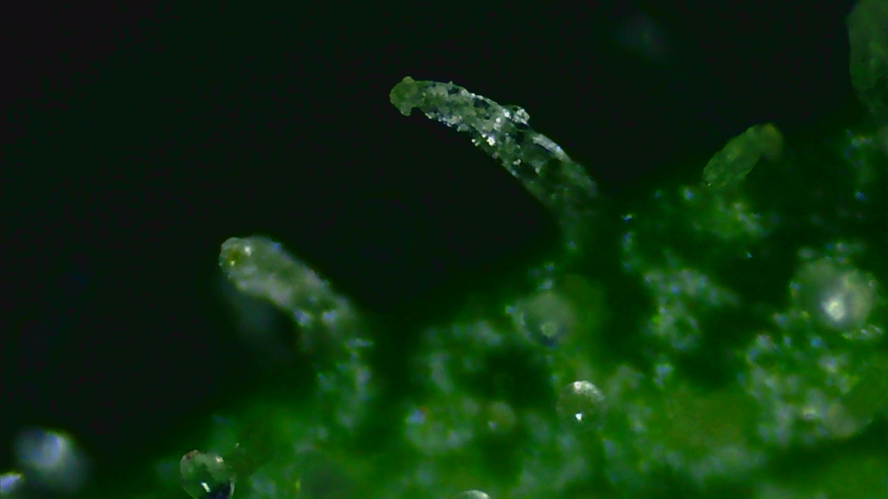 Trichome1_small.jpg